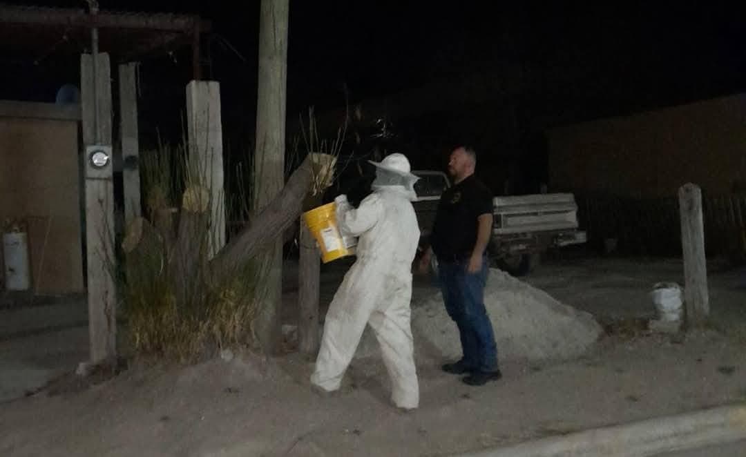 Atienden reporte de enjambre de abejas en la colonia San Tito