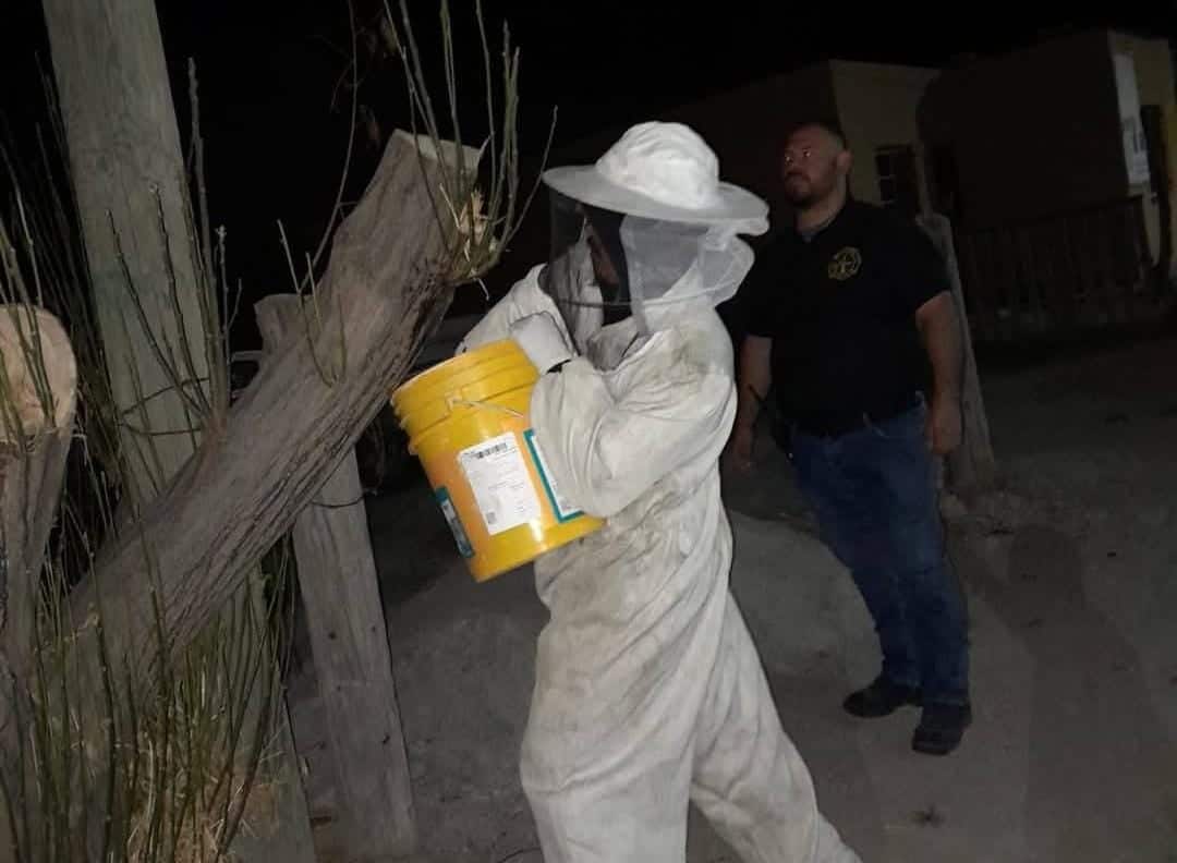 Atienden reporte de enjambre de abejas en la colonia San Tito