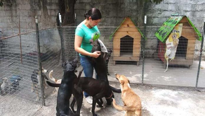 Activistas perrunos condenan envenenamiento de mascotas