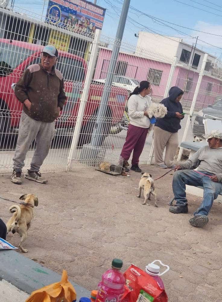 Jornada de estilización en Acuña busca reducir problemas de animales callejeros