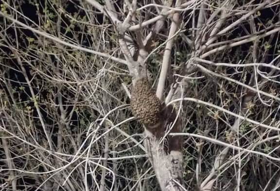 Aumentan reportes de enjambres de abejas en Morelos