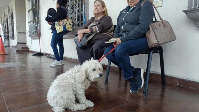 Aumenta número de perros callejeros