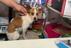 Ciudadanos se suman al Registro Canino en Nava