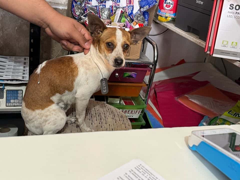 Ciudadanos se suman al Registro Canino en Nava