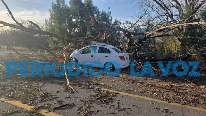 Tragedia en La Madrid: Pinabete cae y le quita la vida a mujer