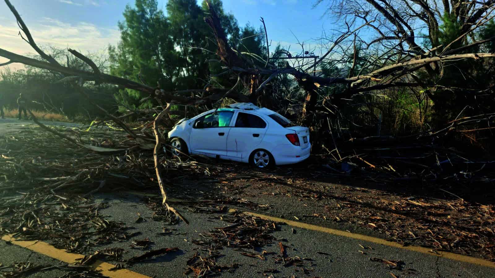 Aplasta árbol a fundador de Banda Kañon