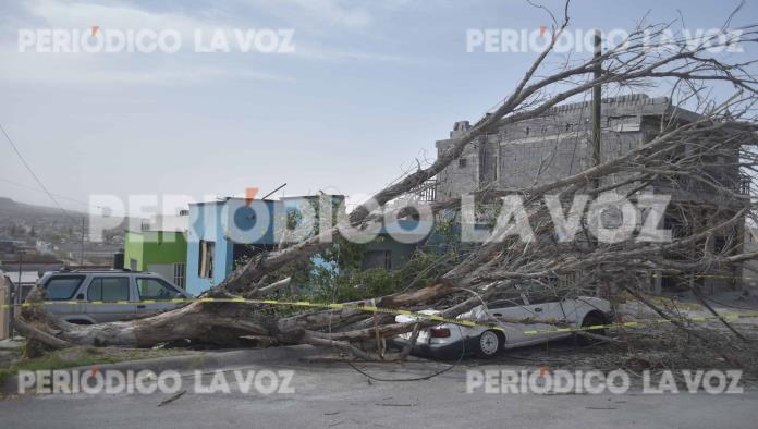 Aplasta árbol auto en la Eva Sámano