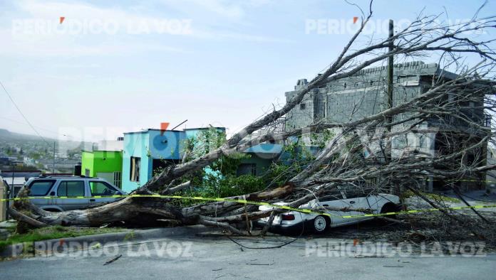 Aplasta árbol auto en la Eva Sámano 