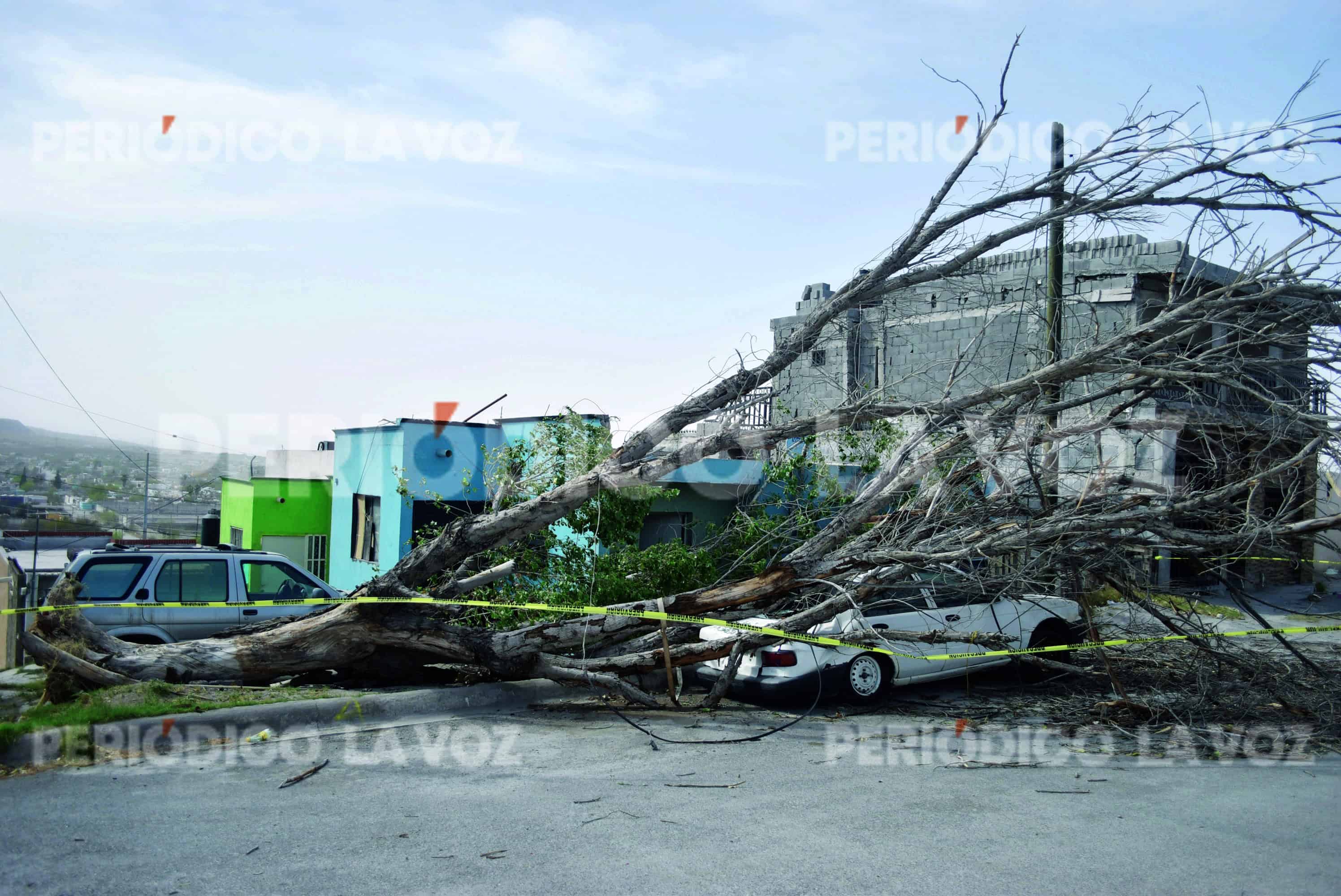 Aplasta árbol auto en la Eva Sámano 