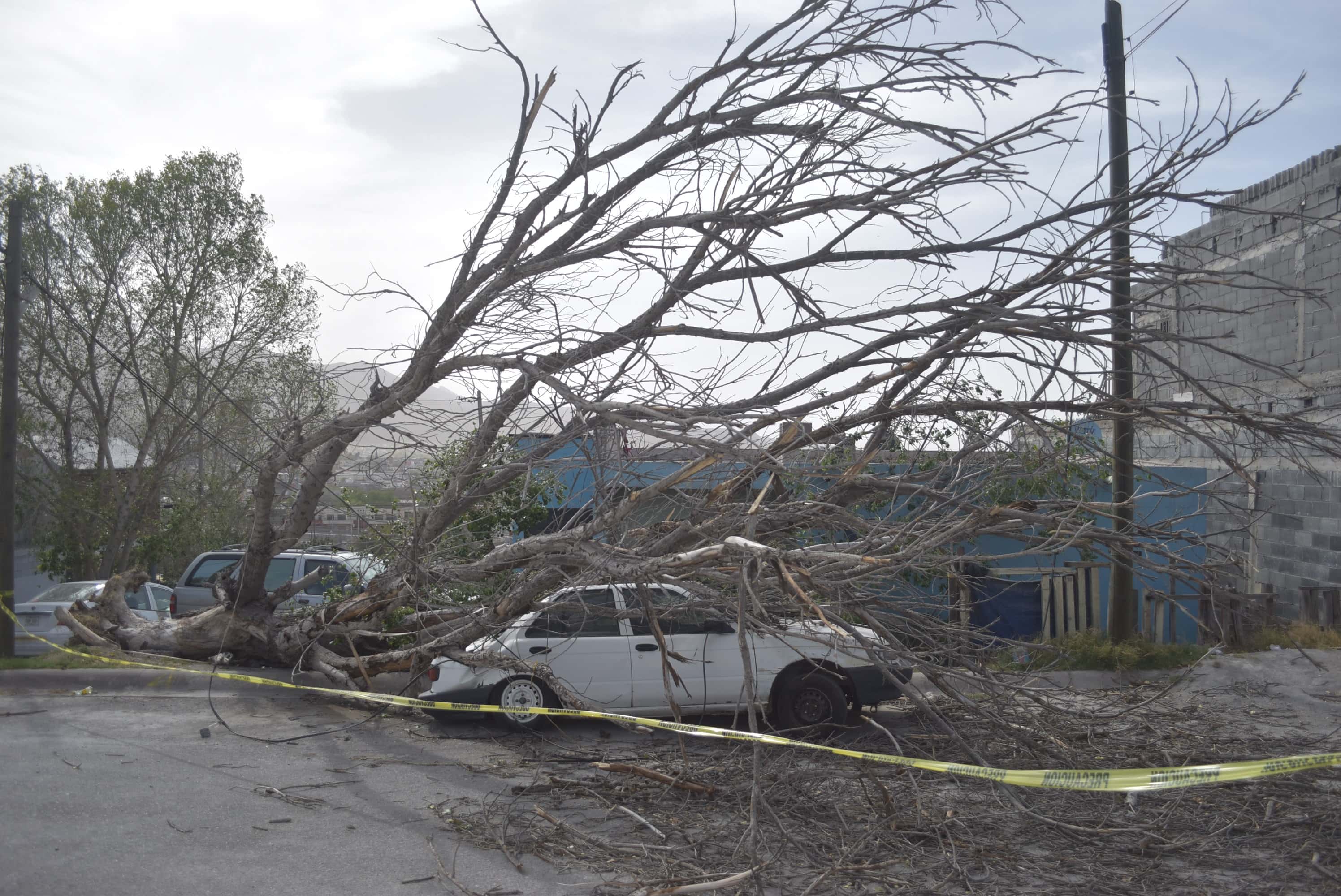 Aplasta árbol auto en la Eva Sámano