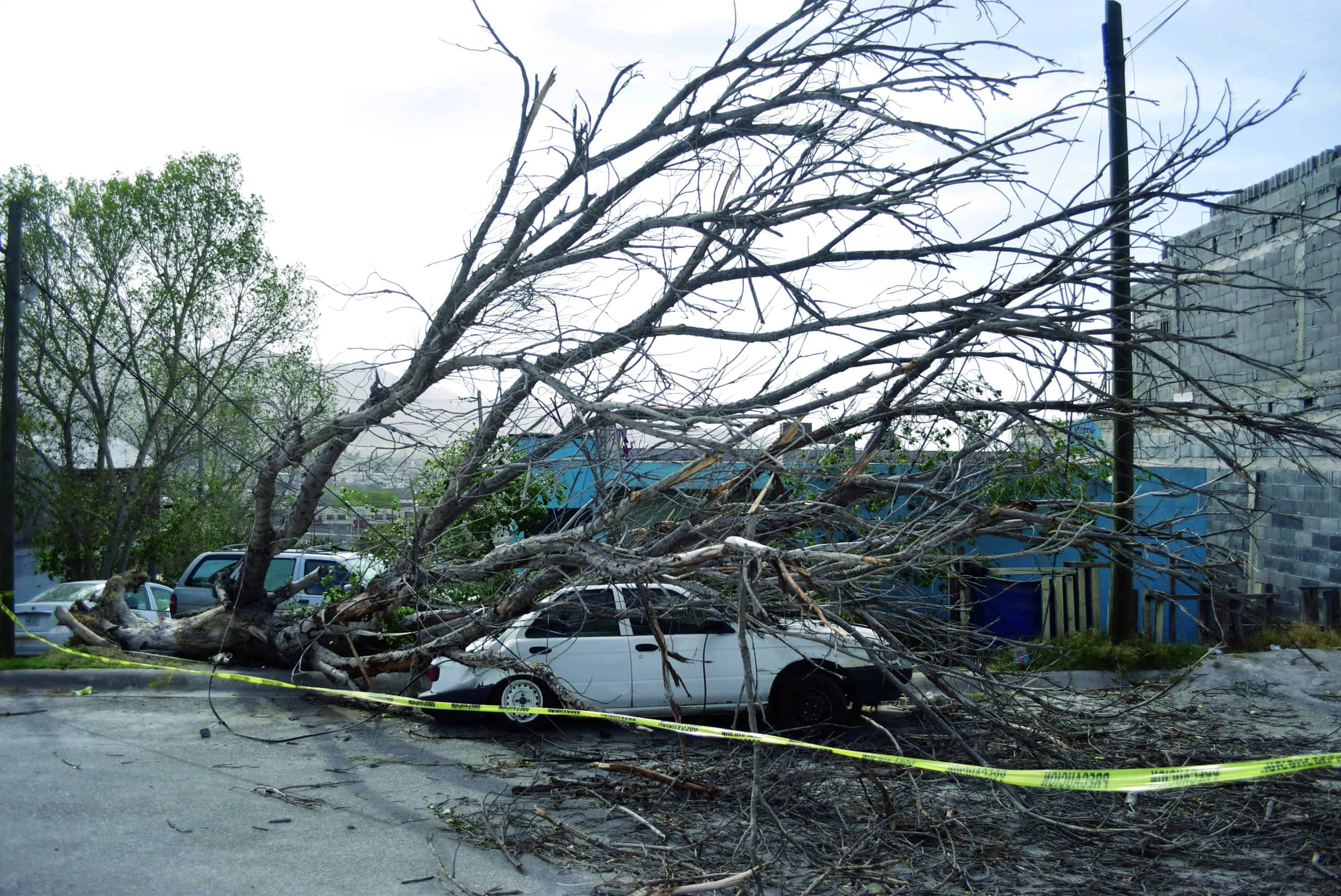 Aplasta árbol auto en la Eva Sámano 