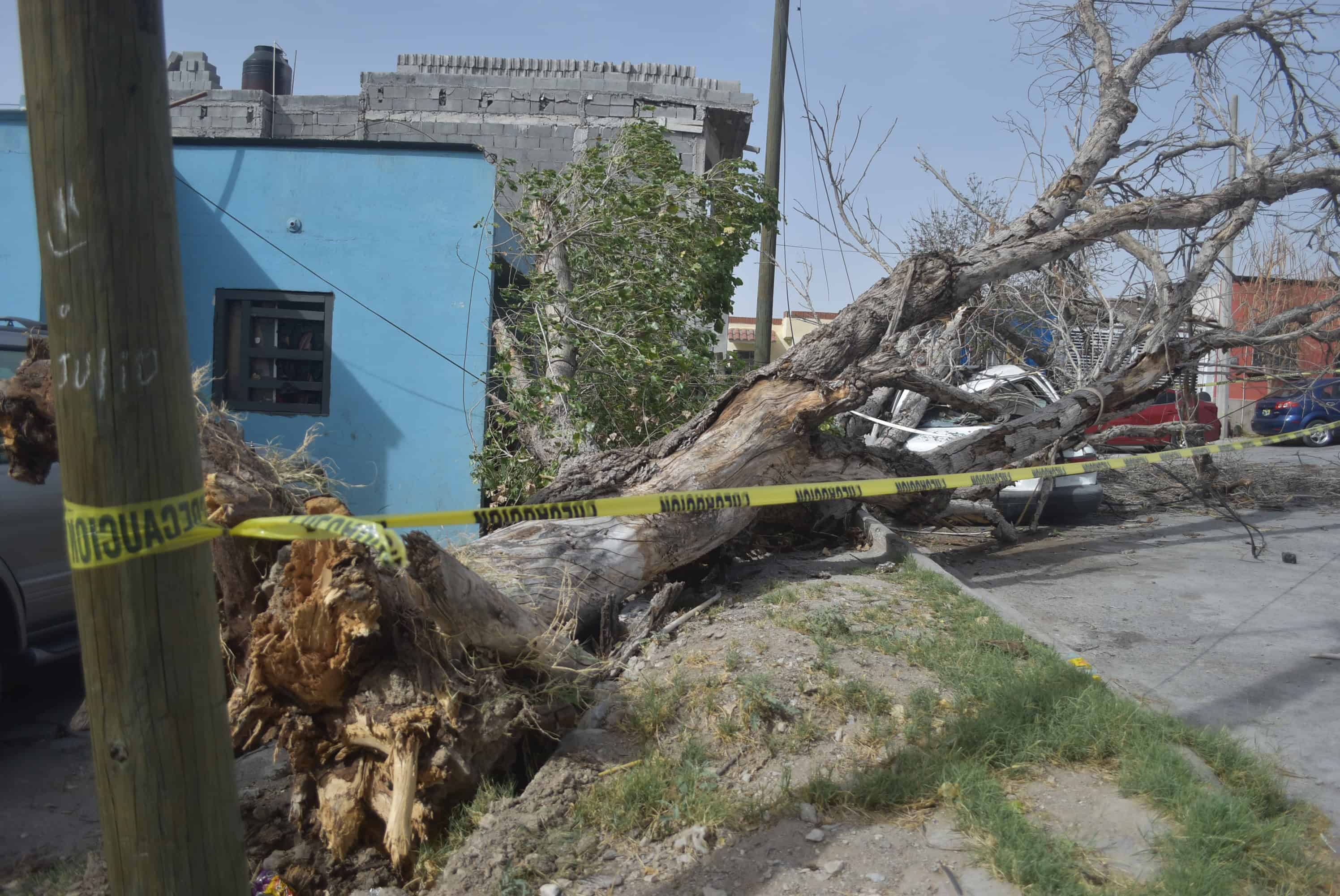 Aplasta árbol auto en la Eva Sámano