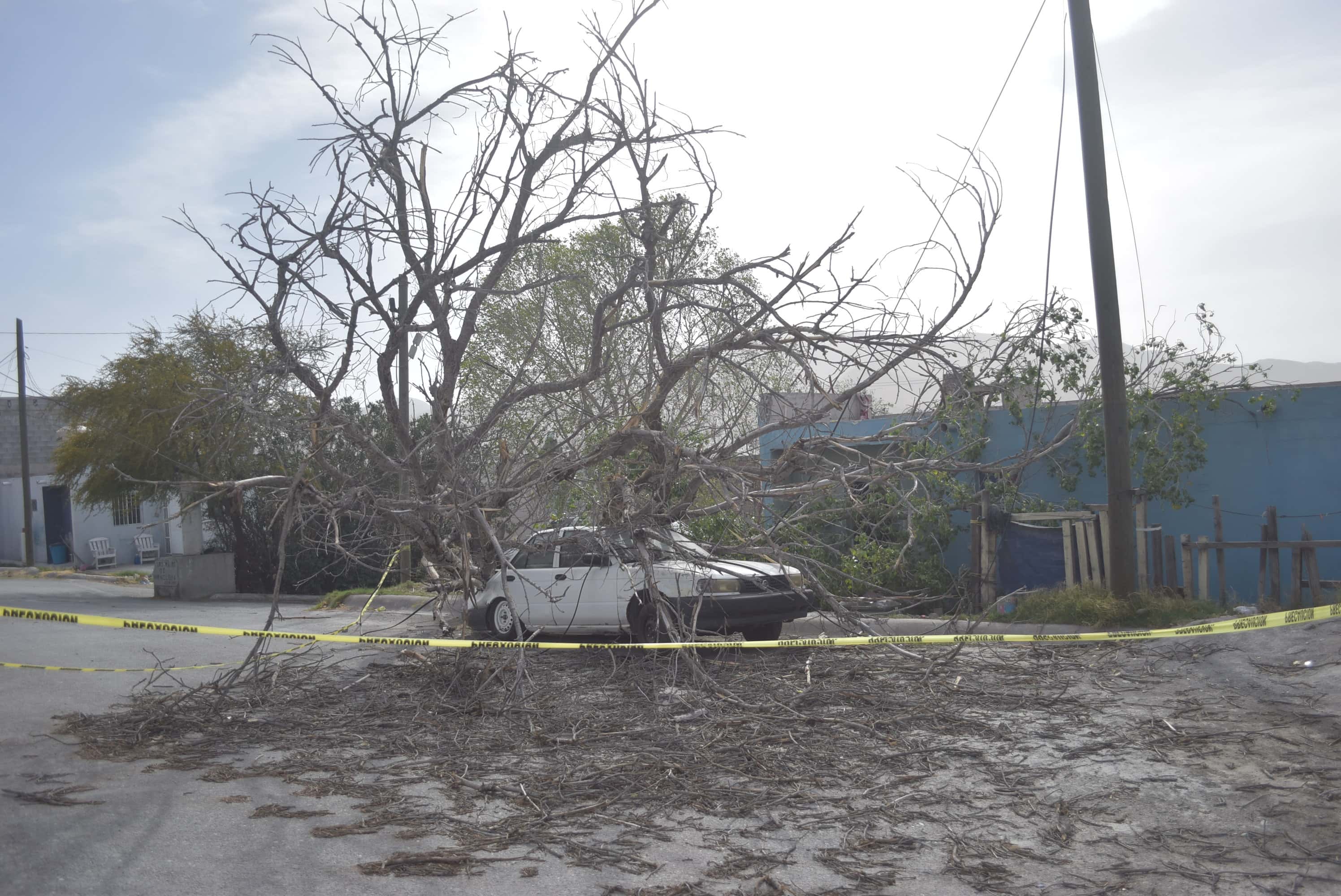 Aplasta árbol auto en la Eva Sámano