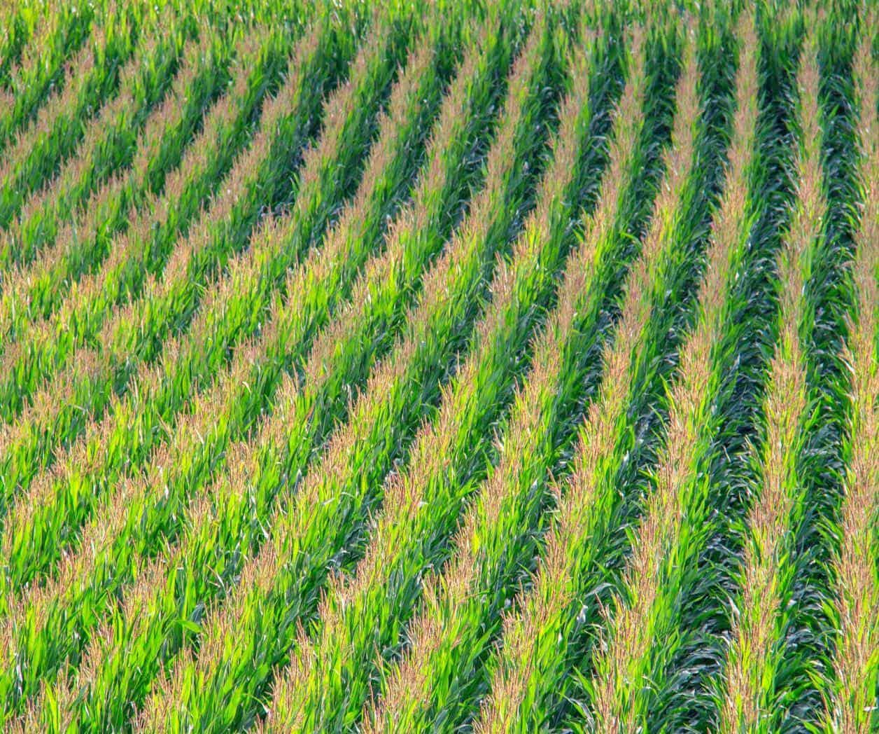 Productos agrícolas podrían no pagar aranceles: Casa Blanca