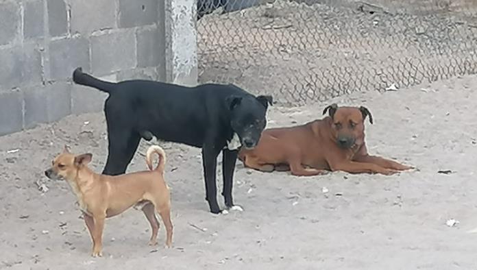 Sigue problema de perros callejeros