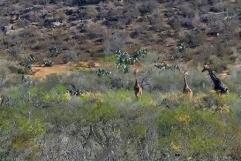 Avistan un grupo de jirafas en Hidalgo, Coahuila