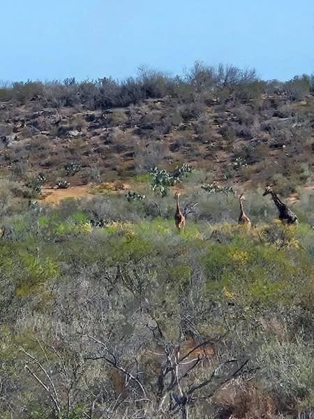 Avistan un grupo de jirafas en Hidalgo, Coahuila