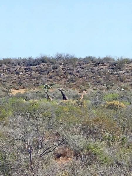 Avistan un grupo de jirafas en Hidalgo, Coahuila