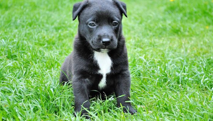 ¿Pero cómo?; Perro le dispara a su dueño en la pierna