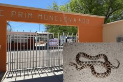 Suspenden clases en la primaria Monclova 400 por presencia de una víbora