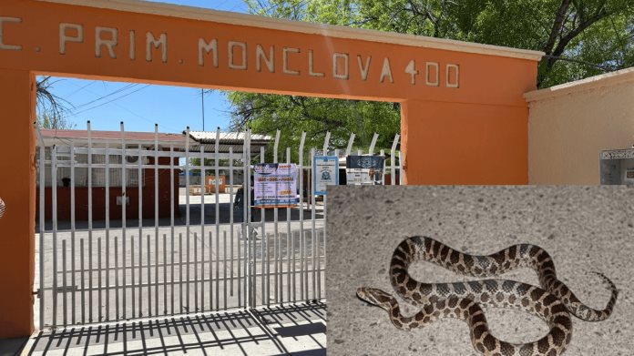 Suspenden clases en la primaria Monclova 400 por presencia de una víbora Suspenden clases en la primaria Monclova 400 por presencia de una víbora