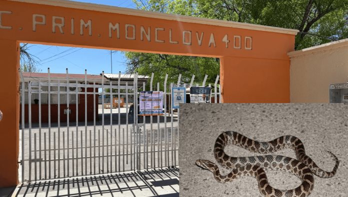 Suspenden clases en la primaria Monclova 400 por presencia de una víbora