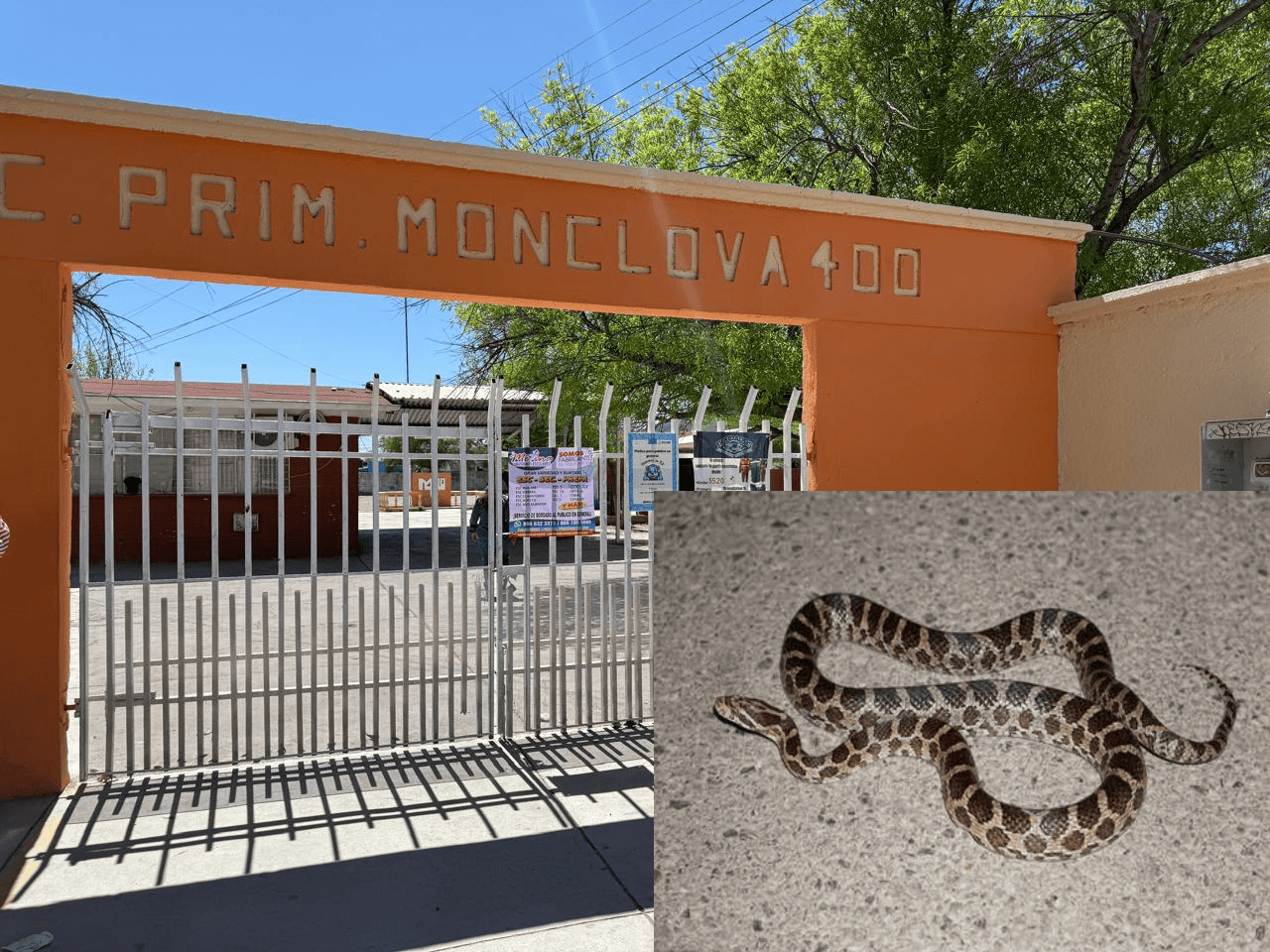 Suspenden clases en la primaria Monclova 400 por presencia de una víbora