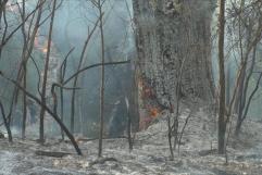 Incendio en el río Sabinas deja daños en tres hectáreas