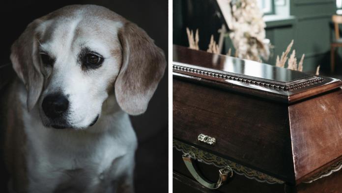 Perrito brincó hasta el ataúd de su dueño en pleno funeral y tiene a TikTok llorando