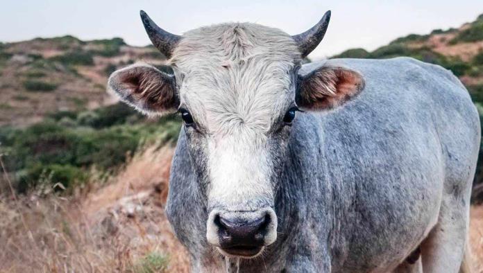 Congreso de CDMX aprueba reforma histórica: toros sin violencia en espectáculos taurinos.