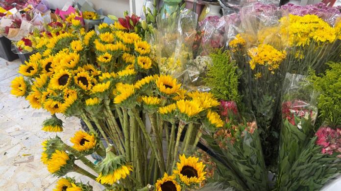 Monclova se llena de amarillo: llegan las flores para el 21 de marzo Monclova se llena de amarillo: llegan las flores para el 21 de marzo