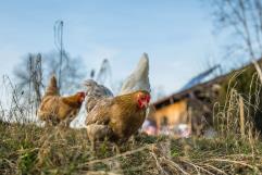 La creciente tendencia del alquiler de gallinas ante la crisis del huevo en USA 