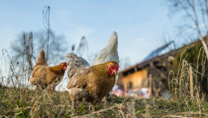 La creciente tendencia del alquiler de gallinas ante la crisis del huevo en USA 