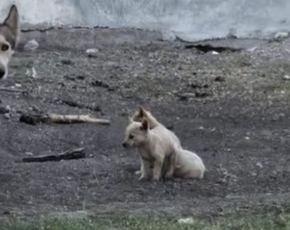 Los cachorros fueron rescatados.