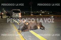 Se lleva de encuentro a toro