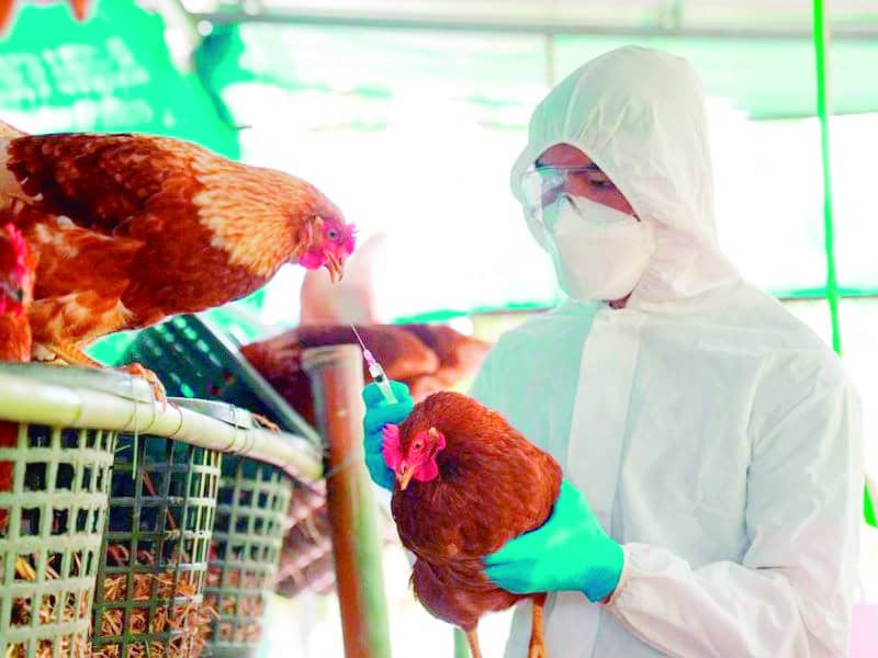 Llegó a Coahuila la gripe aviar