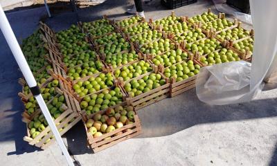 Afectó frente frío la producción de manzana