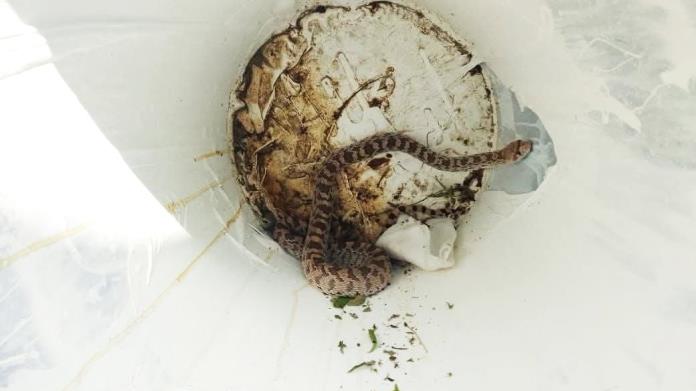 Reportan serpiente en vivienda de Allende; no fue localizada Reportan serpiente en vivienda de Allende; no fue localizada