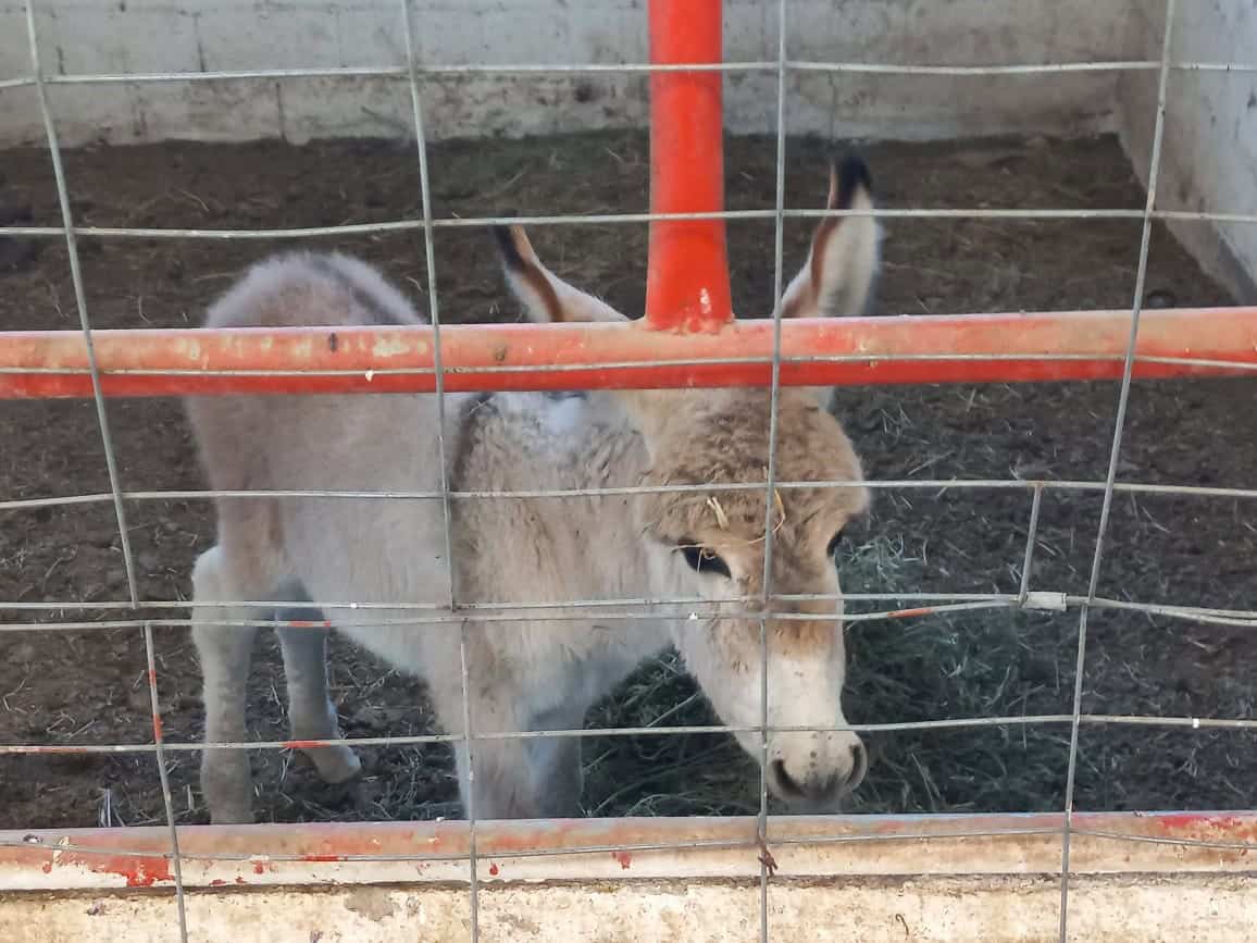 Es el primer aseguramiento de un animal que realiza el municipio de Frontera.