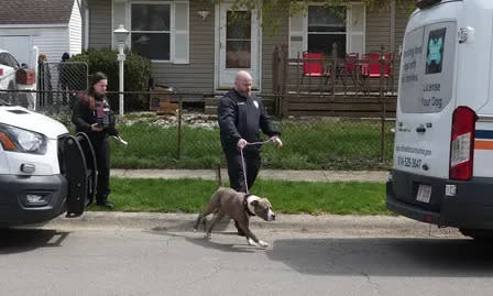 Bebé de 7 meses muere tras ataque de pitbull familiar