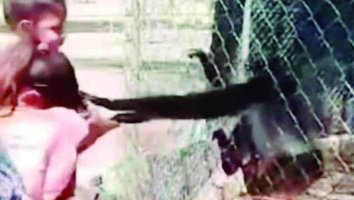 Causa miedo "Mono araña" del Ecoparque