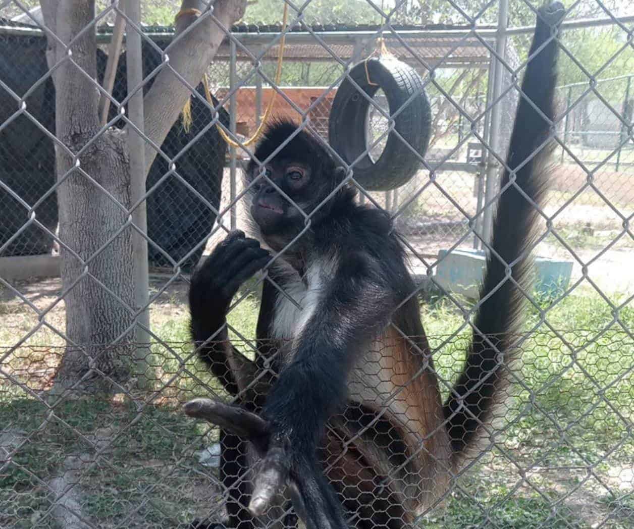 Es enamoradizo el Mono Araña