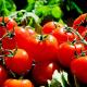 México buscará acuerdo para levantar aranceles al tomate