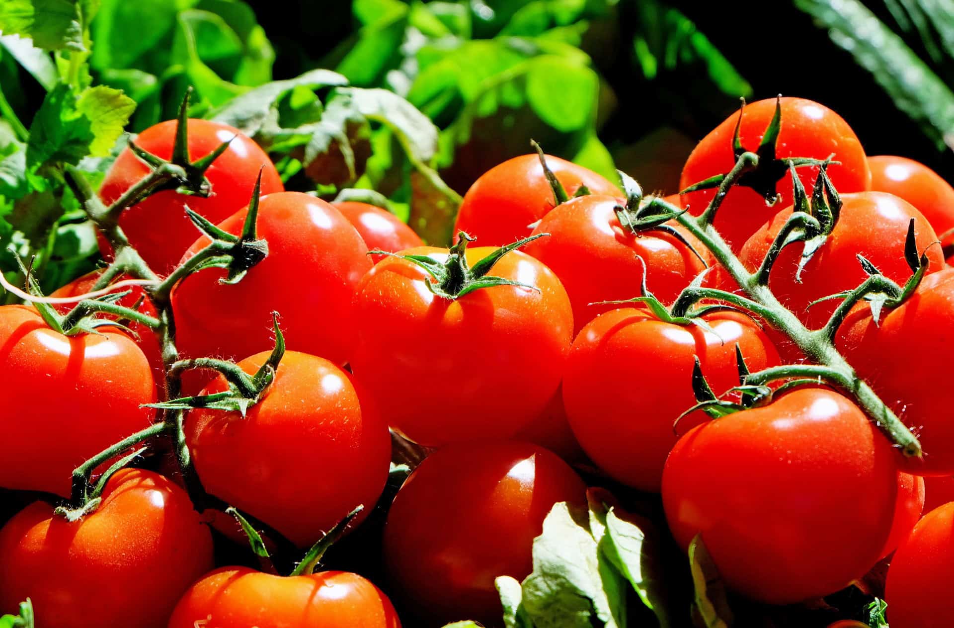 México buscará acuerdo para levantar aranceles al tomate