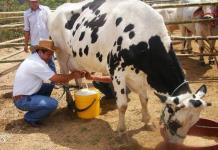 Aumenta La Producción Lechera En Sabinas