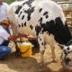 Aumenta La Producción Lechera En Sabinas