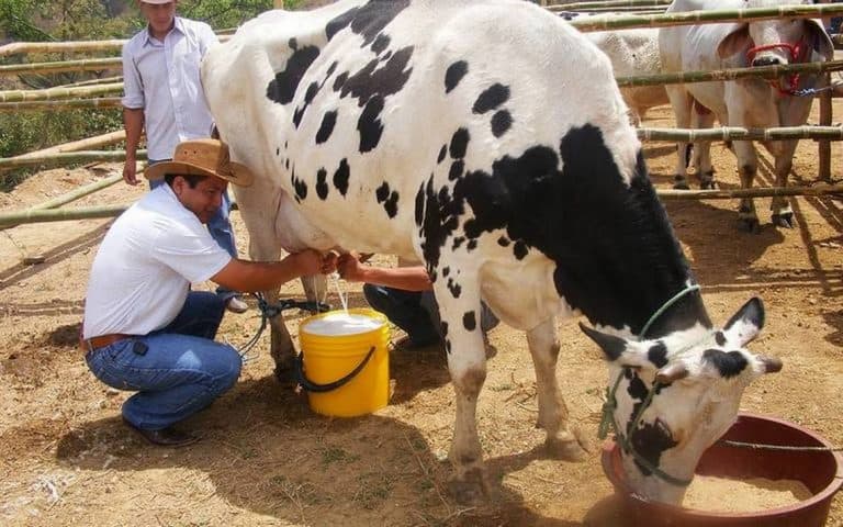 Aumenta La Producción Lechera En Sabinas