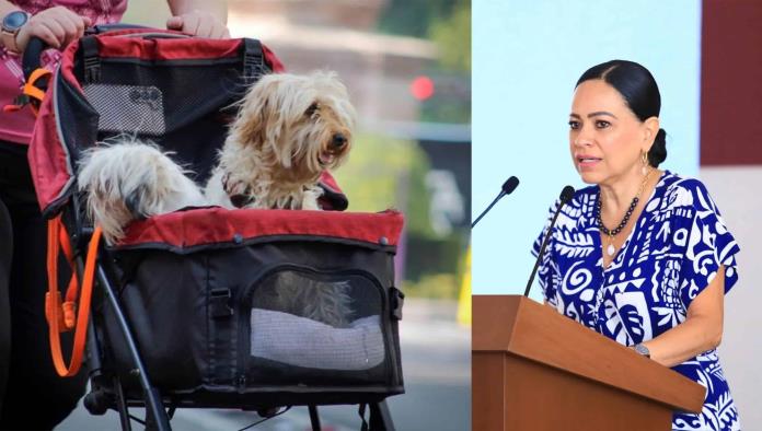 Piden a los jóvenes que tengan HIJOS EN LUGAR DE MASCOTAS en Tabasco