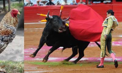 Declaran en Aguascalientes corridas de toros y peleas de gallos como patrimonio cultural
