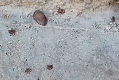 Reportan proliferación de garrapatas